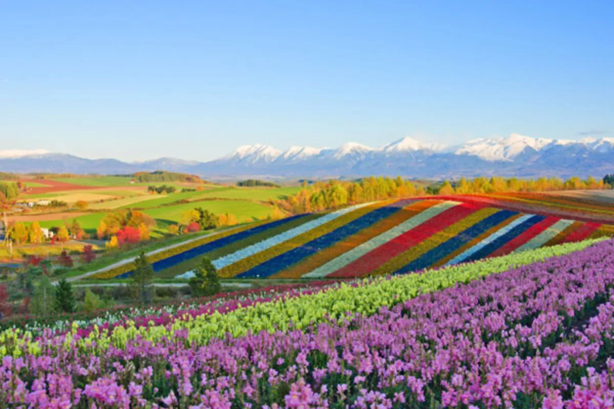 Tranh Phong Cảnh Nhật Bản mùa hè – Rực rỡ với màu hoa, lễ hội và pháo hoa