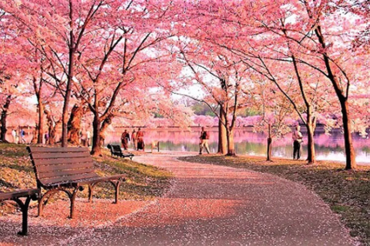 Phong Cảnh Nhật Bản mùa xuân - gắn với hình ảnh hoa anh đào